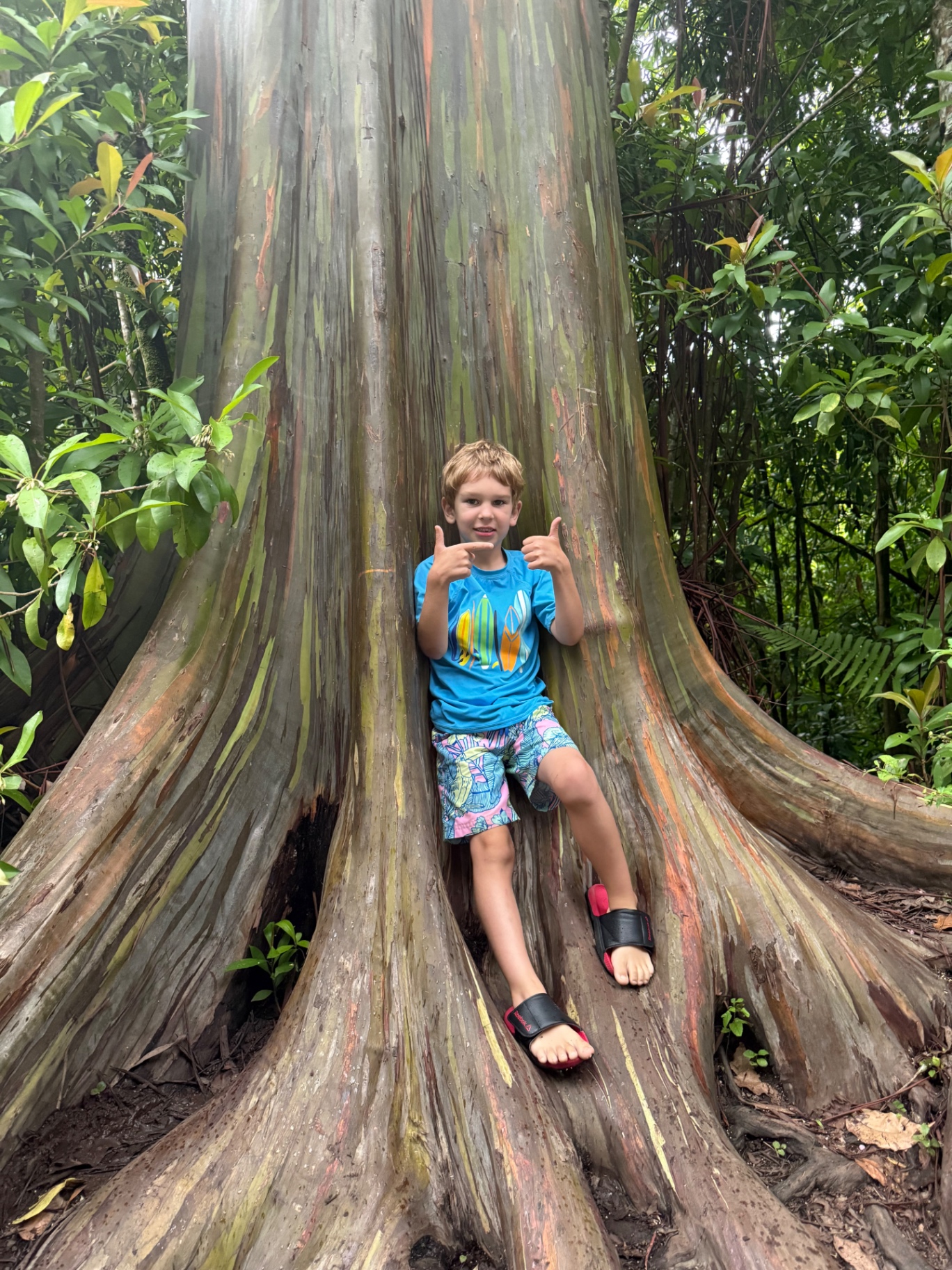 A boy in front of a rainbow eucalyptus tree