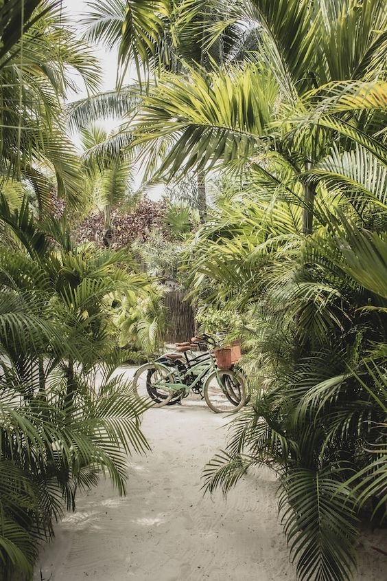 Bicycles resting along a lush palm-lined path in Hawaii