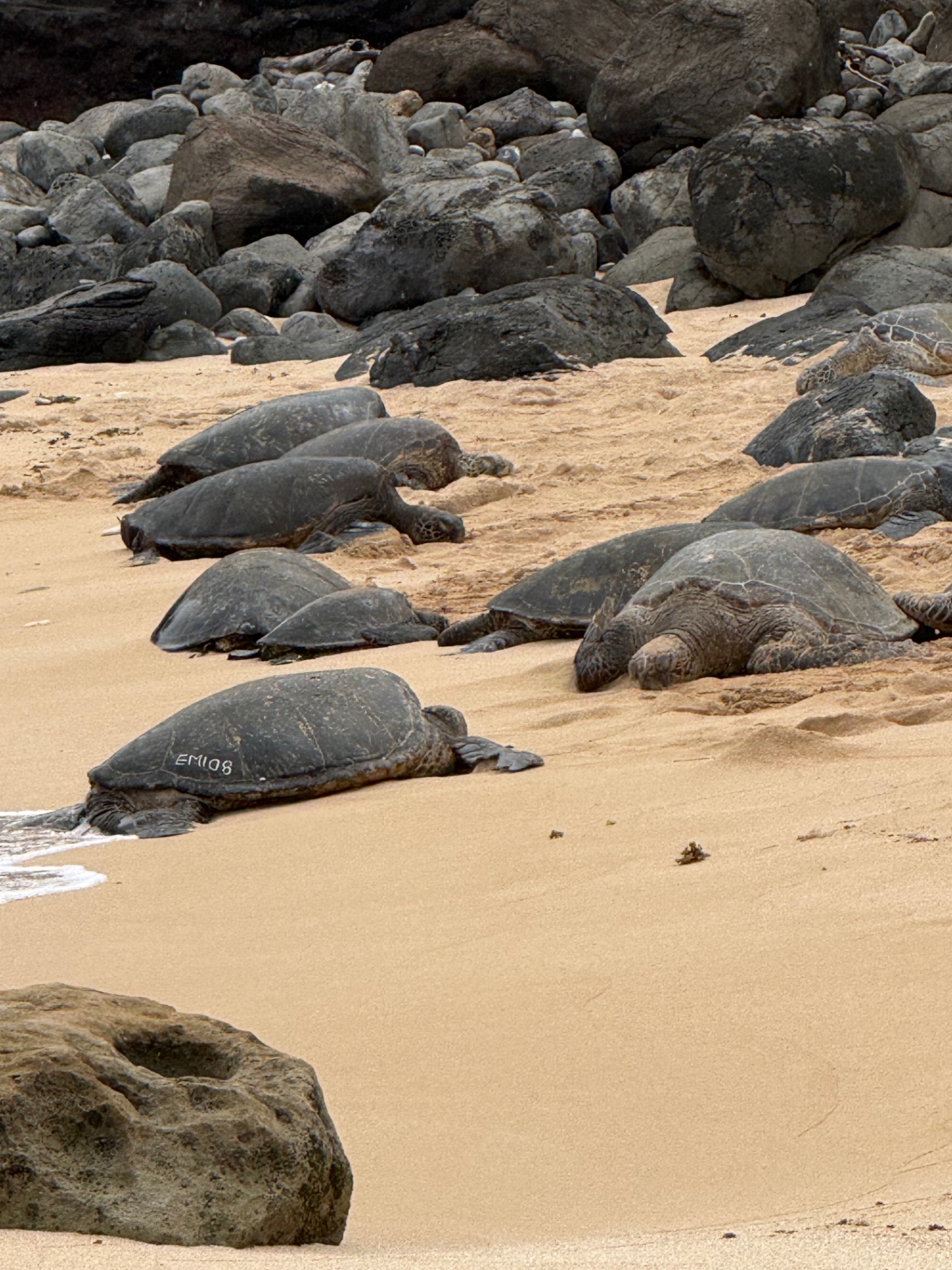Green sea turtles resting on a sandy Hawaii beach