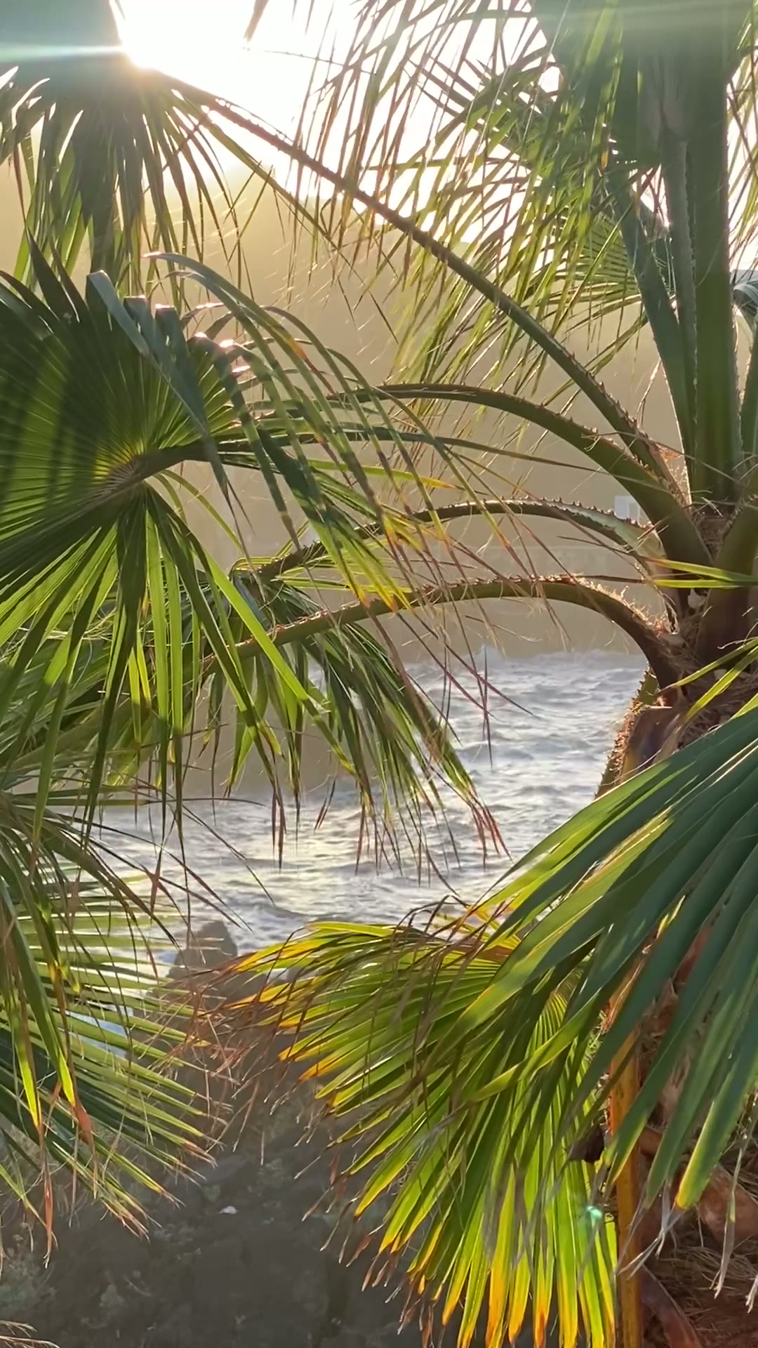 Sunlight filtering through palms beside the ocean in Hawaii